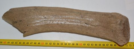 Alces latifrons partial antler (335 mm)