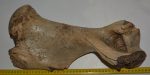 Woolly rhinoceros partial humerus bone (413 mm)
