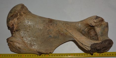 Woolly rhinoceros partial humerus bone (413 mm) Woolly rhinoceros partial humerus bone (413 mm)