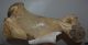 Woolly rhinoceros partial humerus bone (413 mm) Woolly rhinoceros partial humerus bone (413 mm)