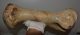 Woolly rhinoceros partial humerus bone (413 mm) Woolly rhinoceros partial humerus bone (413 mm)