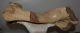 Woolly rhinoceros partial humerus bone (413 mm) Woolly rhinoceros partial humerus bone (413 mm)