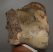 Woolly rhinoceros partial humerus bone (413 mm) Woolly rhinoceros partial humerus bone (413 mm)