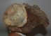 Woolly rhinoceros partial humerus bone (413 mm) Woolly rhinoceros partial humerus bone (413 mm)
