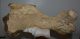 Woolly rhinoceros partial humerus bone (413 mm) Woolly rhinoceros partial humerus bone (413 mm)