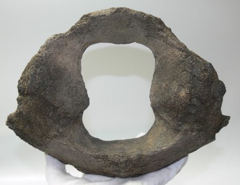 Mammuthus sp. partial atlas vertebra (271 mm)