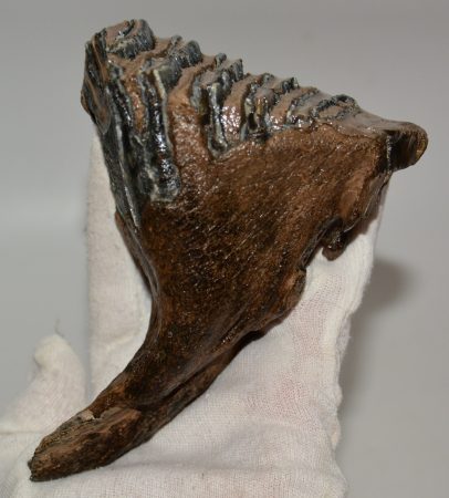 Mammuthus primigenius tooth (491 grams) Woolly Mammoth