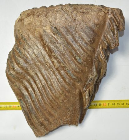 Mammuthus primigenius felső fog (6078 gramm) Gyapjas mamut