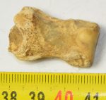 Ursus spelaeus toe bone (32 mm)