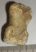 Ursus spelaeus toe bone (32 mm)