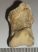 Ursus spelaeus toe bone (32 mm)