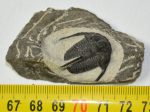 Cyphaspis sp. trilobite