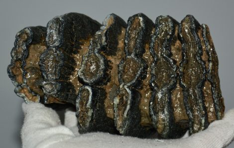 Mammuthus meridionalis partial tooth (1108 grams)