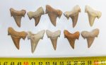 Otodus obliquus 10 pieces shark tooth from Morocco