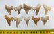 Otodus obliquus 10 pieces shark tooth from Morocco