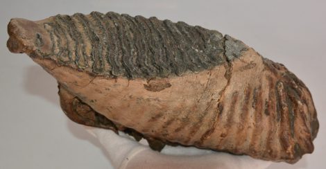 Mammuthus primigenius bal alsó fog (2744 gramm) gyapjas mamut