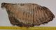 Mammuthus primigenius bal alsó fog (2744 gramm) gyapjas mamut