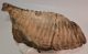Mammuthus primigenius bal alsó fog (2744 gramm) gyapjas mamut