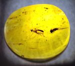 2 Diptera in Dominican amber