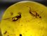 2 Diptera in Dominican amber