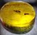 2 Diptera in Dominican amber