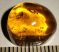 2 Diptera in Dominican amber