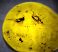 2 Diptera in Dominican amber