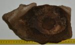   Mammuthus primigenius részleges csigolya csont (260 x 155 mm)
