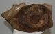 Mammuthus primigenius részleges csigolya csont (260 x 155 mm)