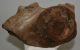 Mammuthus primigenius részleges csigolya csont (260 x 155 mm)