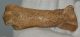 Ursus spelaeus metapodium csont (79,6 mm)
