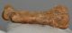 Ursus spelaeus metapodium csont (79,6 mm)