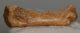 Ursus spelaeus metapodium csont (79,6 mm)