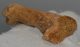 Ursus spelaeus metapodium csont (79,6 mm)