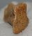 Ursus spelaeus metapodium csont (79,6 mm)