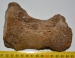 Mammuthus primigenius partial toe (phalanx) bone (138 mm)