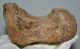 Mammuthus primigenius partial toe (phalanx) bone (138 mm)