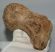 Mammuthus primigenius partial toe (phalanx) bone (138 mm)