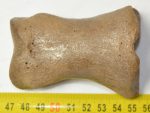 Equus sp. Toe bone (Horse phalanx)