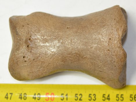Equus sp. Toe bone (Horse phalanx)