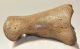 Equus sp. Toe bone (Horse phalanx)