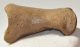 Equus sp. Toe bone (Horse phalanx)