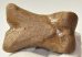 Equus sp. Toe bone (Horse phalanx)