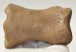 Equus sp. Toe bone (Horse phalanx)