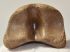Equus sp. Toe bone (Horse phalanx)