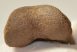 Equus sp. Toe bone (Horse phalanx)