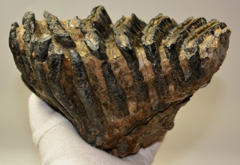 Mammuthus meridionalis részleges fog (1527 gramm) ELFOGYOTT (LL B) 11
