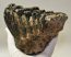 Mammuthus meridionalis partial tooth (1527 grams) Southern mammoth SOLD (LL B) 11