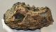 Mammuthus meridionalis részleges fog (1527 gramm) ELFOGYOTT (LL B) 11