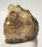 Mammuthus meridionalis részleges fog (904 gramm) ELFOGYOTT (M) 06